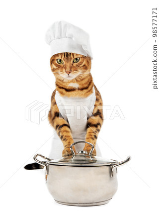 Portrait of a cook's cat with a saucepan on a white background. 98577171