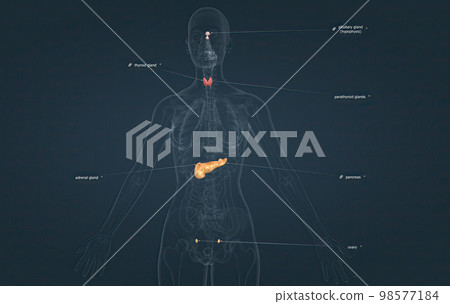 The hormonal system has various glands that release different hormones. 98577184