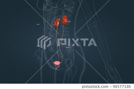 The excretory system consists of organs which remove metabolic wastes and toxins from the body. 98577186