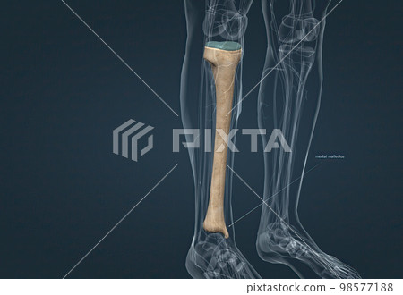 In human anatomy, the tibia is the second largest bone after the femur. In human anatomy, the tibia is the second largest bone after the femur. 98577188