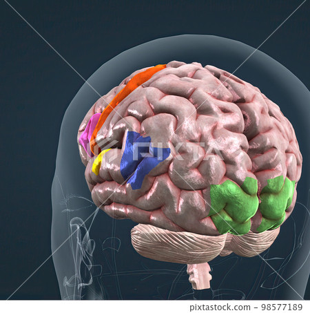 Anatomy of the brain and its colored parts Anatomy of the brain and its colored parts 98577189