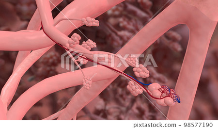 Bronchioles and alveoli in the lungs Bronchioles and alveoli in the lungs 98577190
