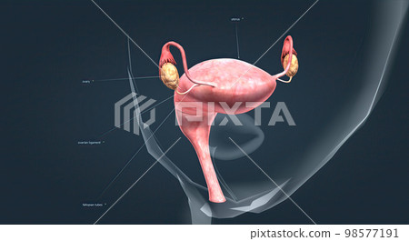A female's internal reproductive organs A female's internal reproductive organs 98577191