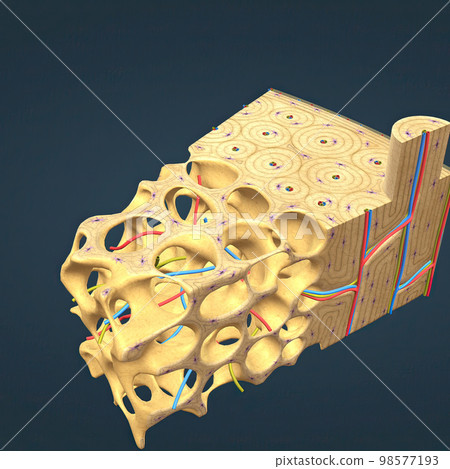 long bone microscopic view anatomy long bone microscopic view anatomy 98577193