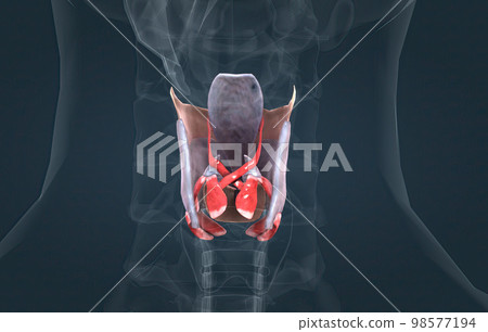 The larynx is an organ located in the anterior neck. The larynx is an organ located in the anterior neck. 98577194