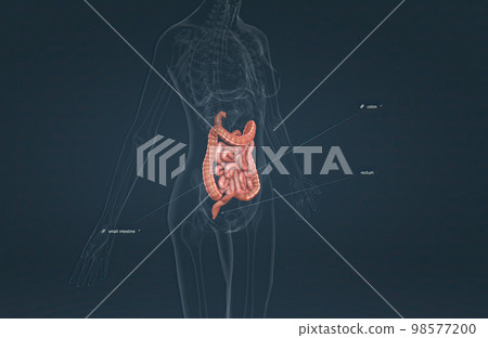The small bowel connects to the large bowel, also called the large intestine or colon. 98577200