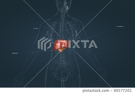 The digestive role of the liver is to produce bile and export it to the duodenum. 98577201