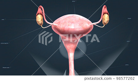 A female's internal reproductive organs A female's internal reproductive organs 98577202