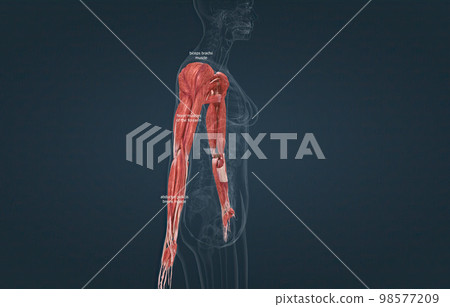 Female the pectoralis major, latissimus dorsi, deltoid, and rotator cuff muscles connect to the humerus and move the arm 98577209