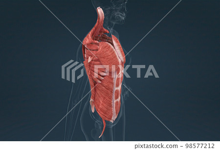 Female Trunk muscles are the muscles that cover the trunk 98577212