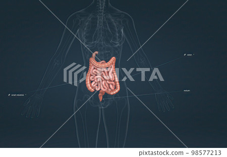 The small bowel connects to the large bowel, also called the large intestine or colon. The small bowel connects to the large bowel, also called the large intestine or colon. 98577213