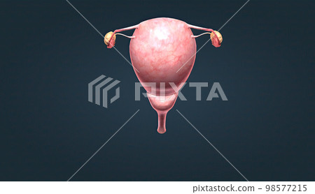 A female's internal reproductive organs A female's internal reproductive organs 98577215