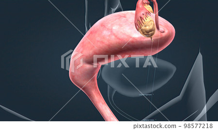 A female's internal reproductive organs A female's internal reproductive organs 98577218