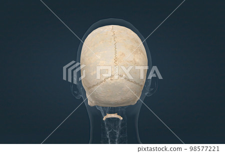 The female skull is a bone protective cavity for the brain 98577221