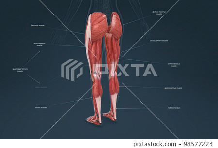 Female muscles of the lower limb Female muscles of the lower limb 98577223