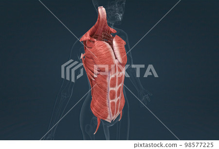 Female Trunk muscles are the muscles that cover the trunk 98577225