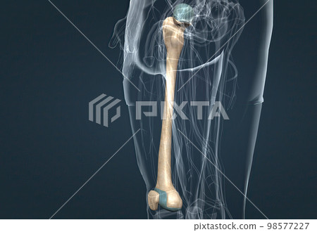 Human Anatomy, Bony Pelvis and Lower Limb, Knee Patella Human Anatomy, Bony Pelvis and Lower Limb, Knee Patella 98577227