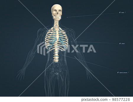 The bones of the rib cage are the thoracic vertebrae, twelve pairs of ribs, and the sternum. 98577228