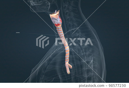The trachea is the long tube that connects your larynx to your bronchi. 98577230