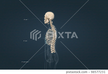 The axial is the part of the skeleton that consists of the bones of the head and trunk of a skeleton. The axial is the part of the skeleton that consists of the bones of the head and trunk of a skeleton. 98577231