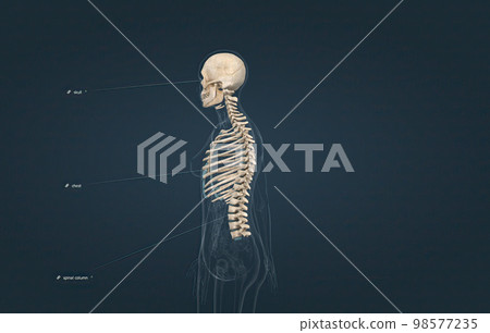 The axial is the part of the skeleton that consists of the bones of the head and trunk of a skeleton. 98577235