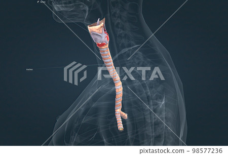 The trachea is the long tube that connects your larynx to your bronchi. 98577236