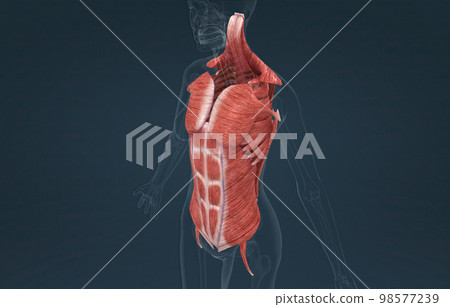 Female Trunk muscles are the muscles that cover the trunk 98577239