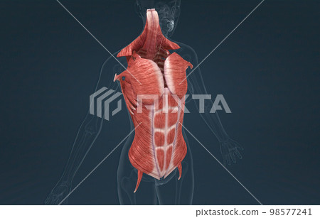 Female Trunk muscles are the muscles that cover the trunk 98577241