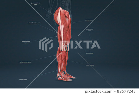 Female muscles of the lower limb 98577245