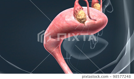 A female's internal reproductive organs A female's internal reproductive organs 98577248