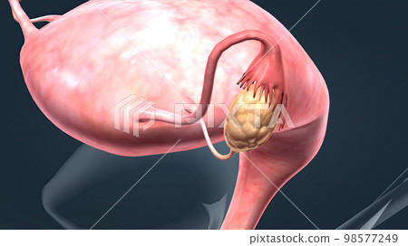 A female's internal reproductive organs A female's internal reproductive organs 98577249