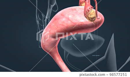 A female's internal reproductive organs A female's internal reproductive organs 98577251