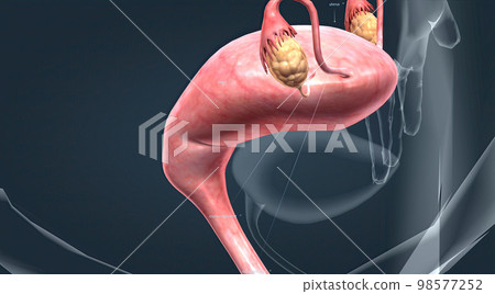 A female's internal reproductive organs A female's internal reproductive organs 98577252