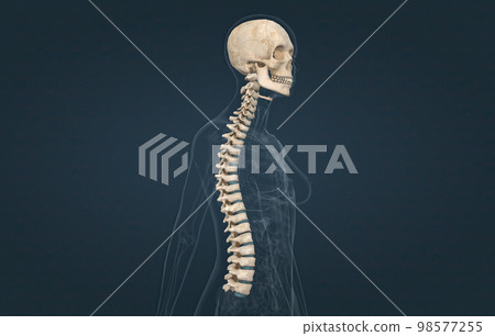The spinal column extends from the skull to the pelvis and is made up of 33 individual bones termed vertebrae. The spinal column extends from the skull to the pelvis and is made up of 33 individual bones termed vertebrae. 98577255
