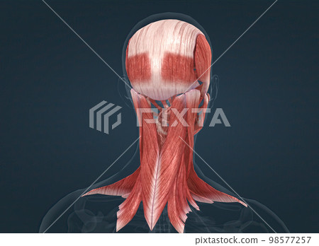 Anatomy of female head muscular system 98577257