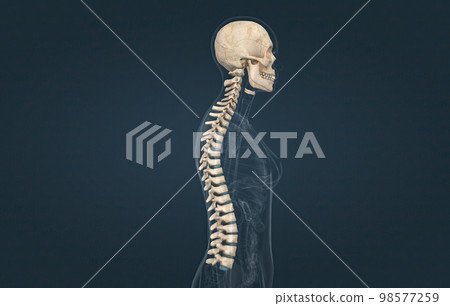 The spinal column extends from the skull to the pelvis and is made up of 33 individual bones termed vertebrae. The spinal column extends from the skull to the pelvis and is made up of 33 individual bones termed vertebrae. 98577259