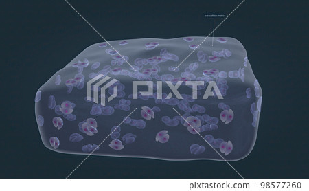Chondrocytes are the cells responsible for cartilage formation Chondrocytes are the cells responsible for cartilage formation 98577260