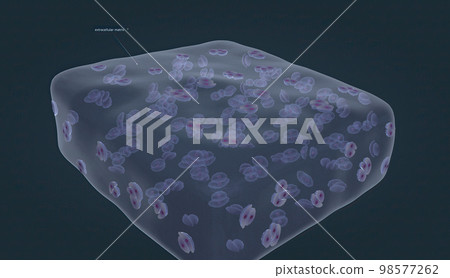 Chondrocytes are the cells responsible for cartilage formation 98577262