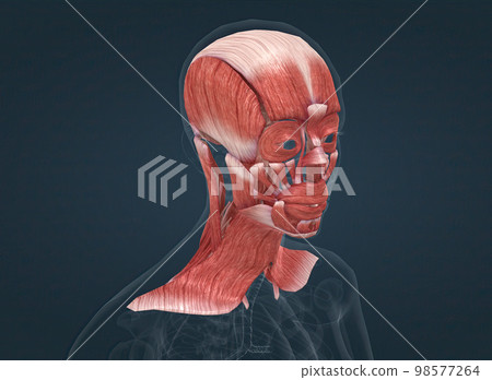 Anatomy of female head muscular system Anatomy of female head muscular system 98577264