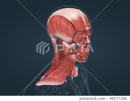 Anatomy of female head muscular system 98577266