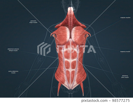 Female Trunk muscles are the muscles that cover the trunk 98577275