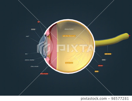Structure of the Human Eye and anatomy of vision Structure of the Human Eye and anatomy of vision 98577281