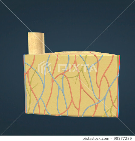 long bone microscopic view anatomy long bone microscopic view anatomy 98577289