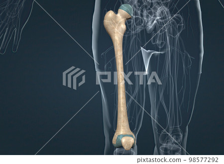 Human Anatomy, Bony Pelvis and Lower Limb, Knee Patella Human Anatomy, Bony Pelvis and Lower Limb, Knee Patella 98577292