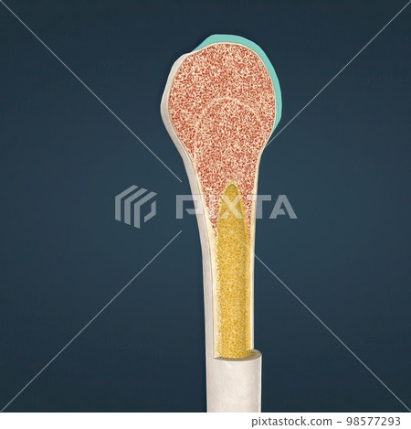 The humerus also known as the upper arm bone is a long bone that runs from the shoulder and scapula to the elbow. 98577293