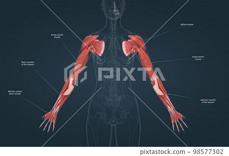 Female the pectoralis major, latissimus dorsi, deltoid, and rotator cuff muscles connect to the humerus and move the arm 98577302