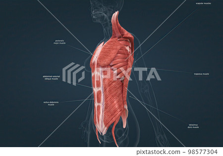 Female Trunk muscles are the muscles that cover the trunk 98577304