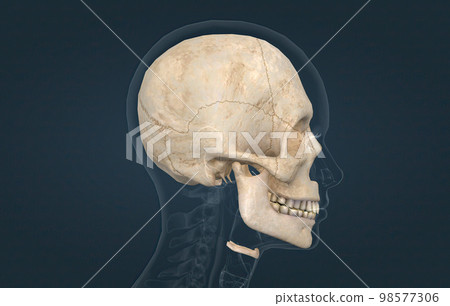 The female skull is a bone protective cavity for the brain The female skull is a bone protective cavity for the brain 98577306