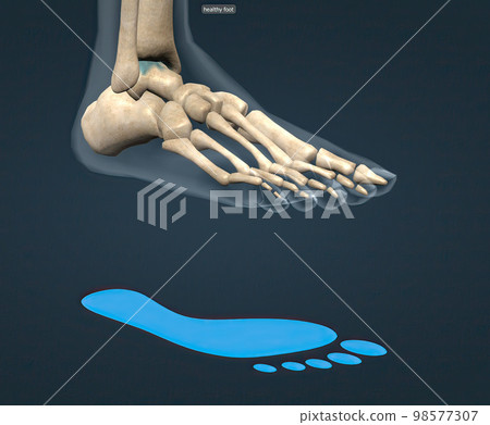 Healthy foot skeleton and blue footprint Healthy foot skeleton and blue footprint 98577307