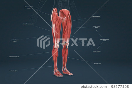 Female muscles of the lower limb 98577308